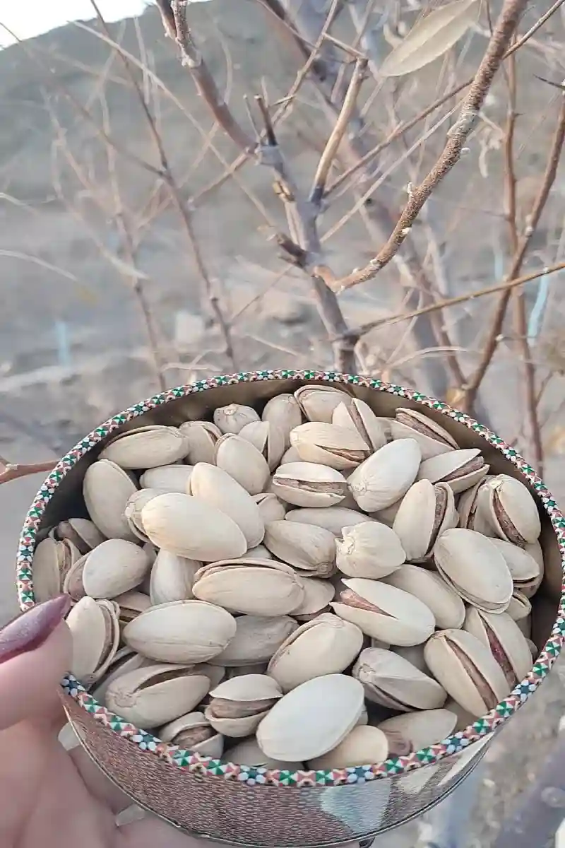 فروش آنلاین خشکبار سبزوار