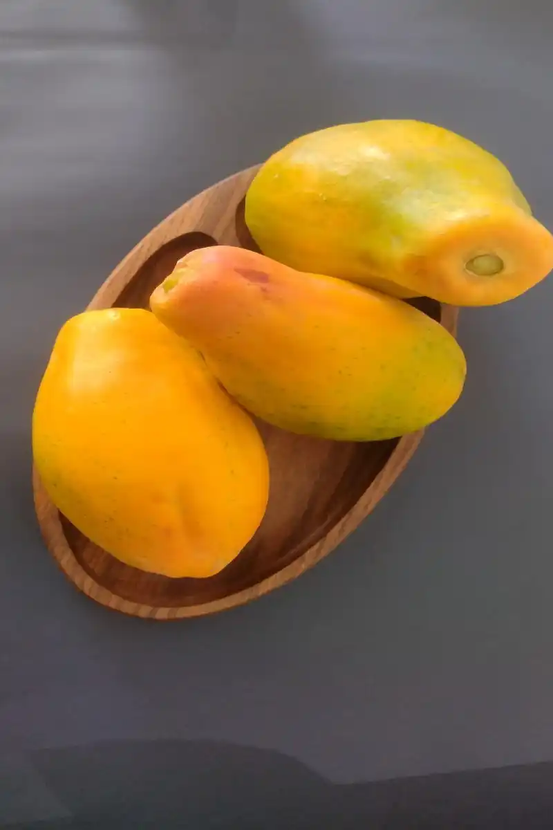 سورنا استور