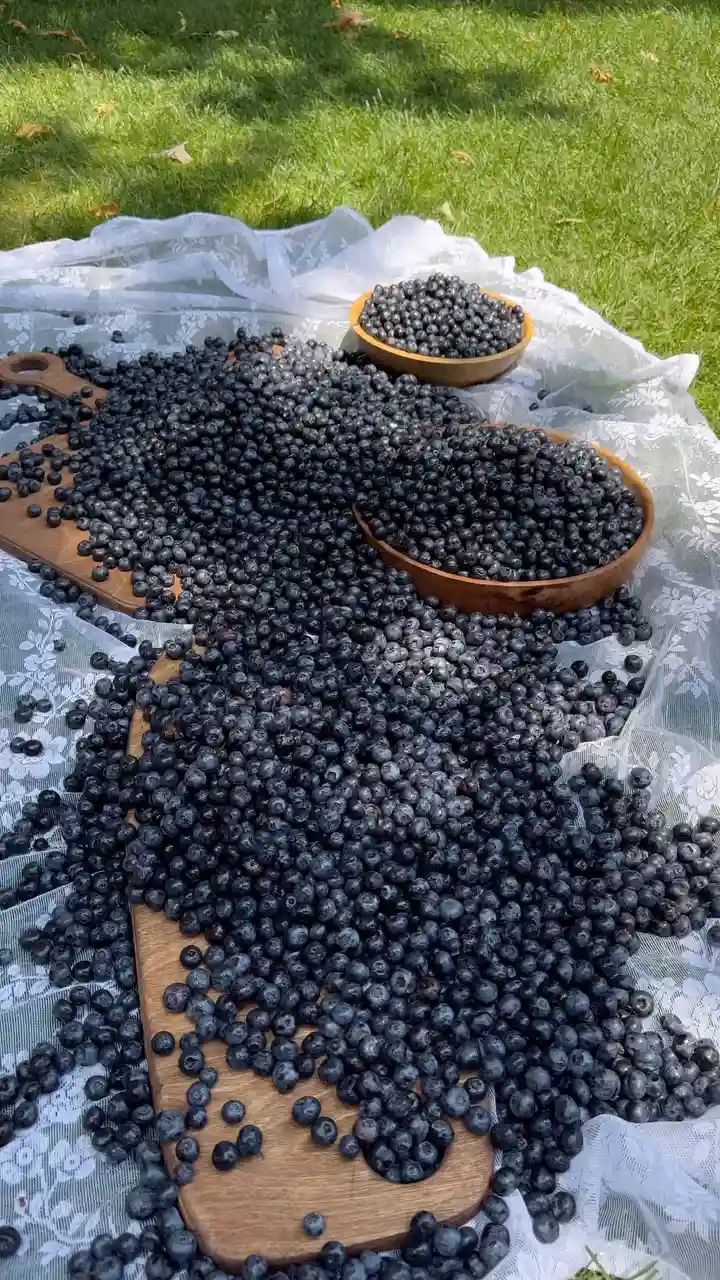 خشکبار عرشیا(شریعتی)