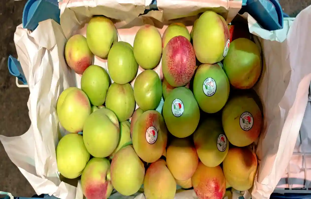  میوه فروشی شهید جمشیدی نبش کوچه شبنم