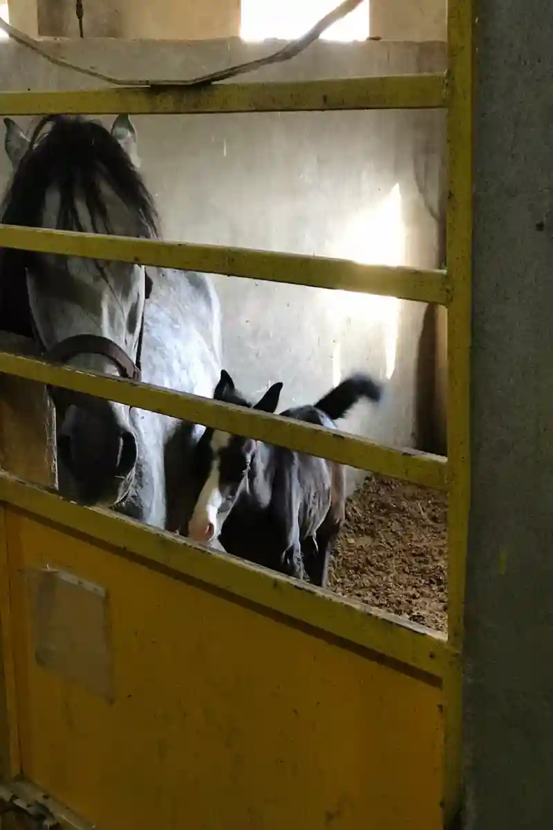 باشگاه سوارکاری کافه سواری