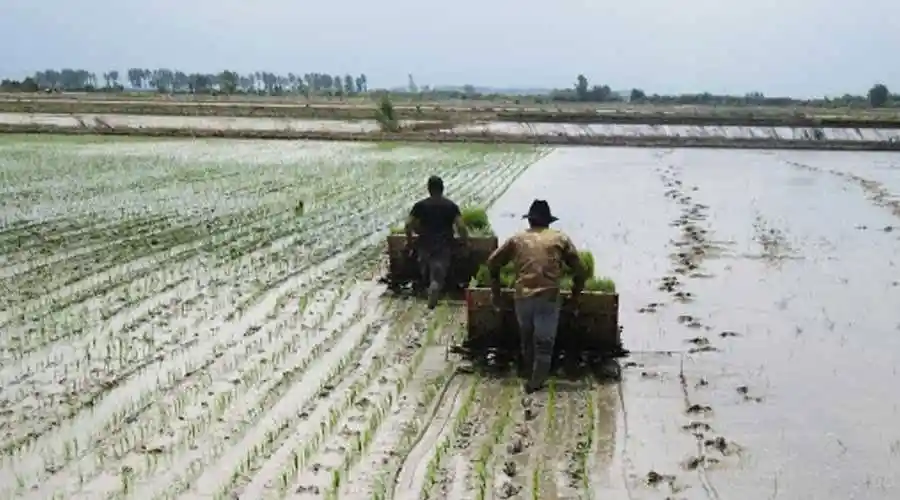  چای وبرنج عمومصطفی