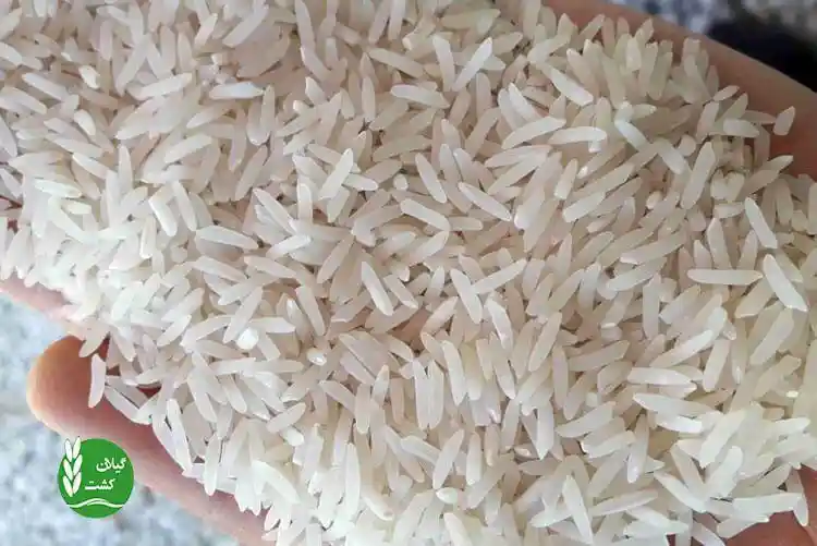 برنج قره باغی