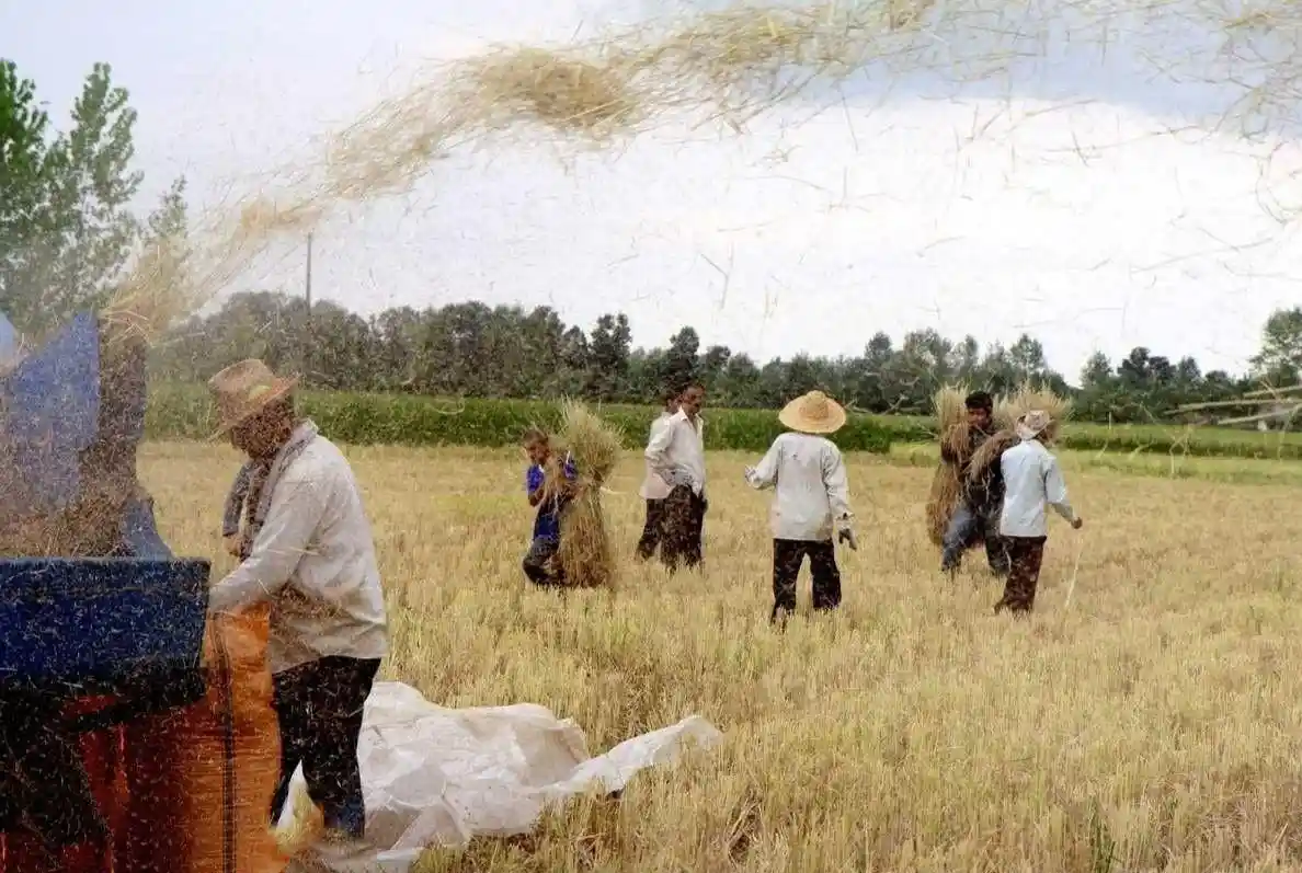 فروش برنج بهار خوشِ