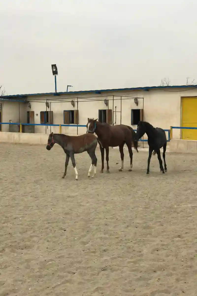 باشگاه سوارکاری کافه سواری