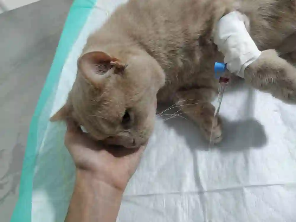 کلینیک دامپزشکی پت شاپ دنیا حیوانات