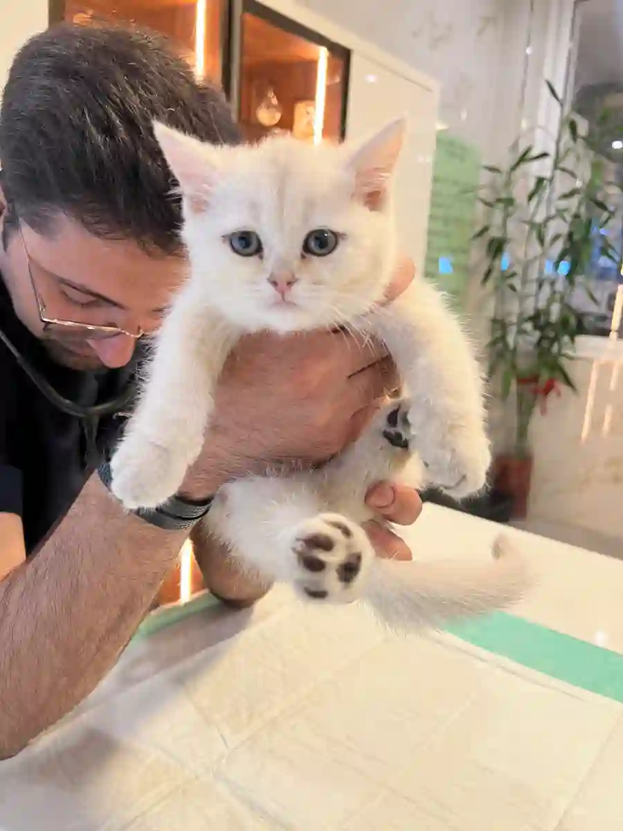 بیمارستان دامپزشکی آلپت