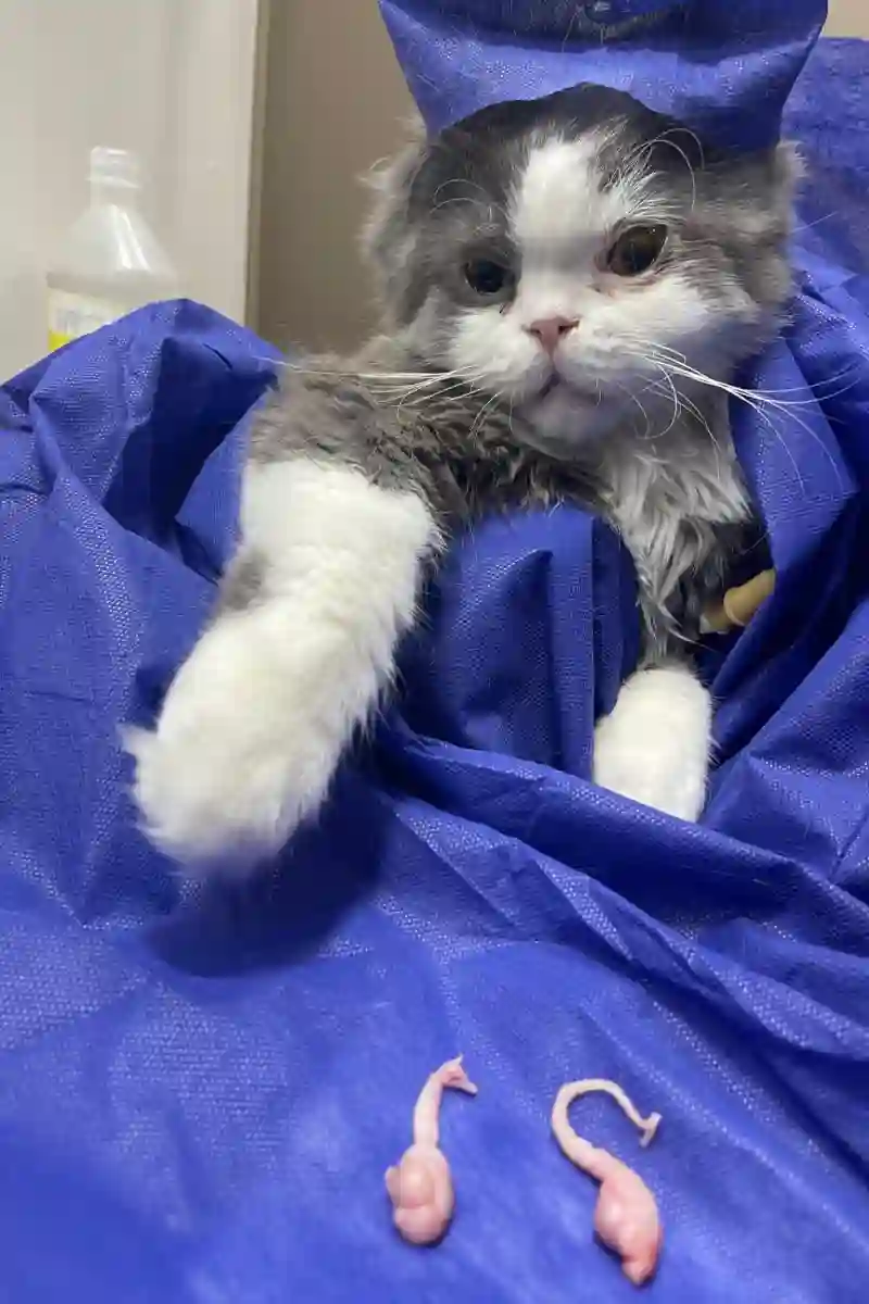 کلینیک دامپزشکی و پت شاپ کارو